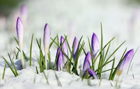 Picture macro, snow, flowers, crocus