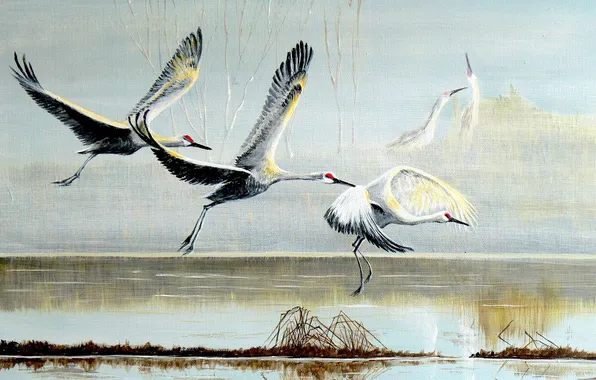 Picture birds, picture, storks