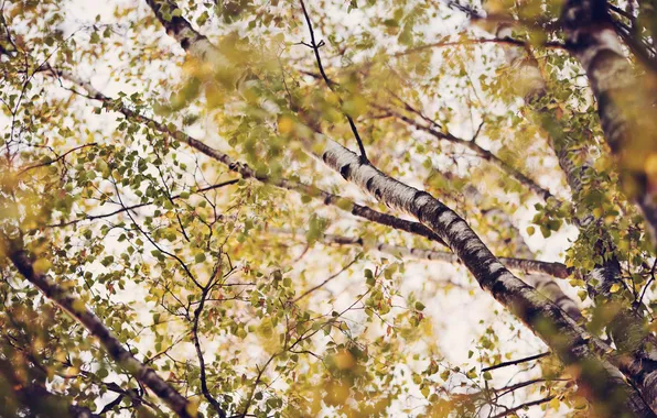Summer, leaves, trees, branches, nature, foliage, birch, nature