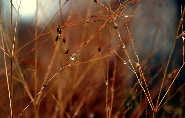 Picture grass, drops, macro