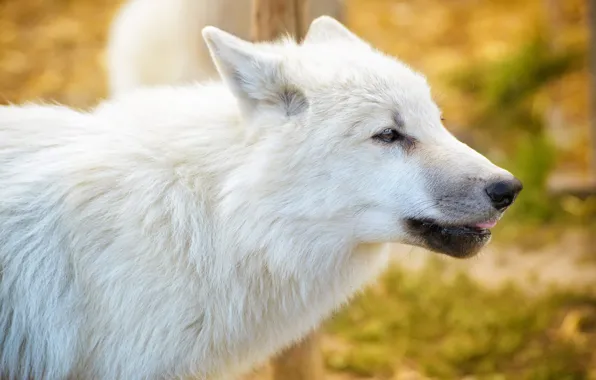 Autumn, language, white, look, face, yellow, background, wolf