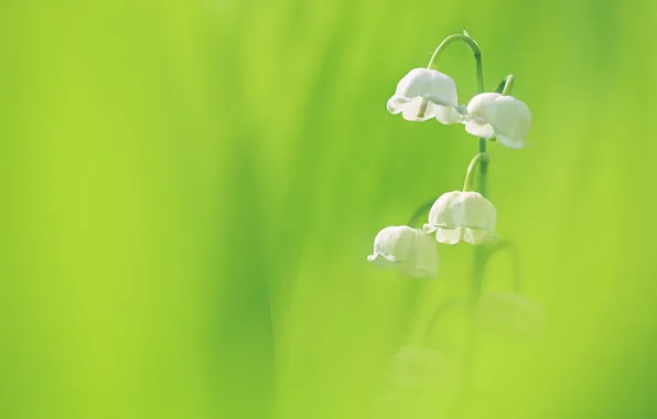 Flowers, background, petals, Lily of the valley