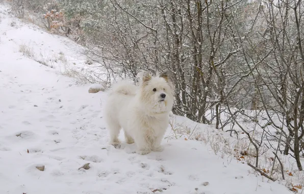 Picture Winter, Snow, Dog, Dog, Winter, Snow, The West highland white Terrier