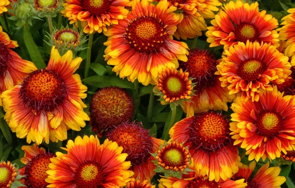 Macro, flowers, bouquet, orange, gaylardiya