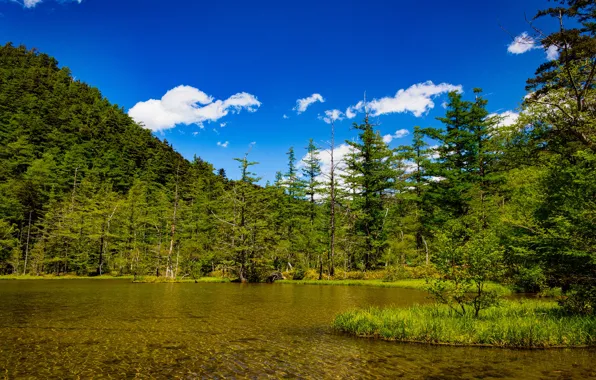 Greens, forest, the sky, the sun, clouds, trees, mountains, lake