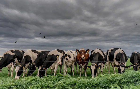 Picture field, the sky, face, bird, cows, pasture, the fence, a lot