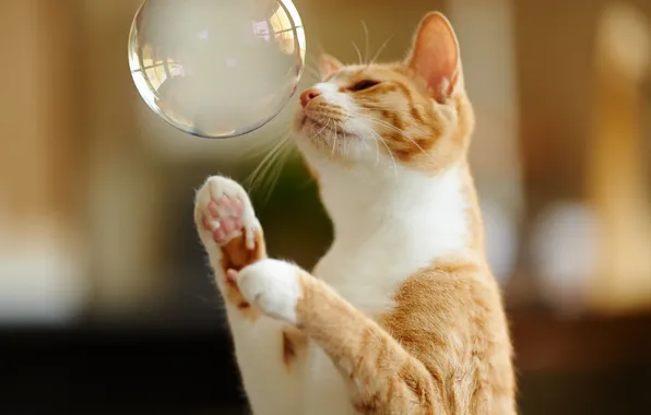 Picture cat, the game, paws, red, bubble