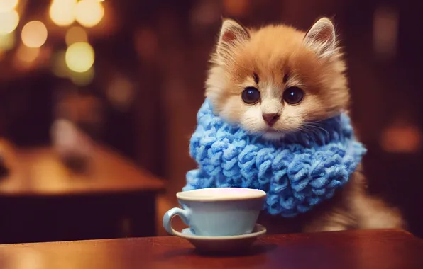Scarf, red, muzzle, mug, Cup, kitty