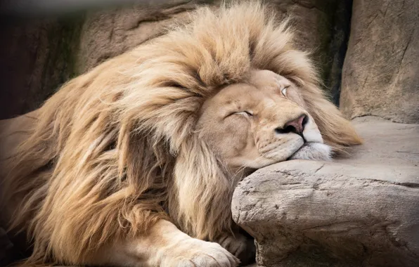 Picture face, stones, rocks, stay, sleep, Leo, sleeping