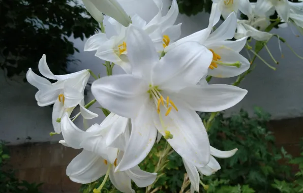 Picture Lily, Lilies, White lily, White lilies