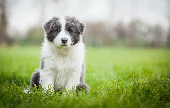 Picture field, grass, dog, meadow, puppy, Wallpaper from lolita777, Aussie, grey with white