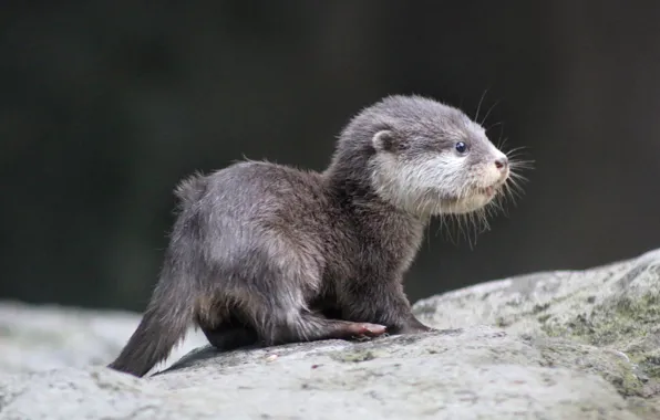 Picture animal, wildlife, otter