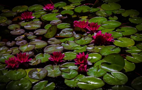 Leaves, flowers, pond, the dark background, bright, red, al, water lilies