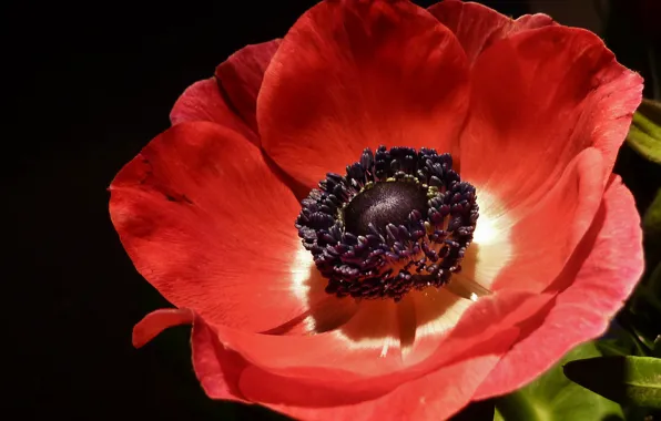 Picture Macro, Macro, Red poppy, Red poppy