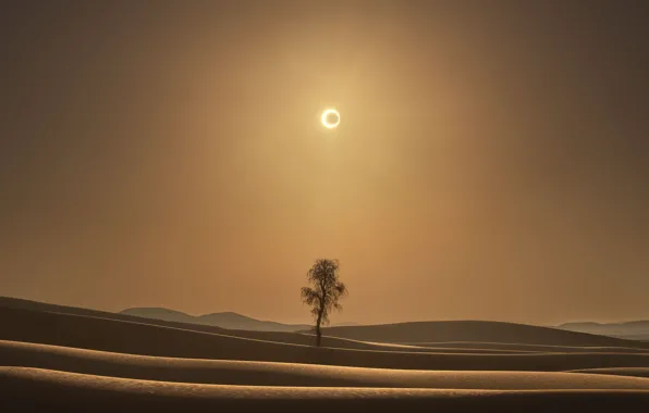 The sun, tree, desert, Eclipse, desert, eclipse, tree, sun