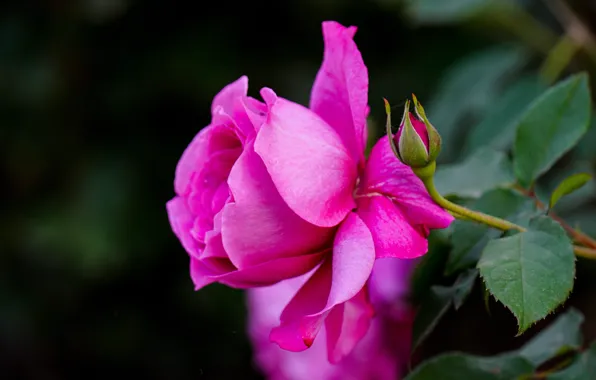 Flower, leaves, macro, the dark background, pink, rose, stem, Bud