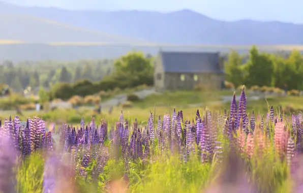 Field, summer, trees, flowers, mountains, lake, shore, blur