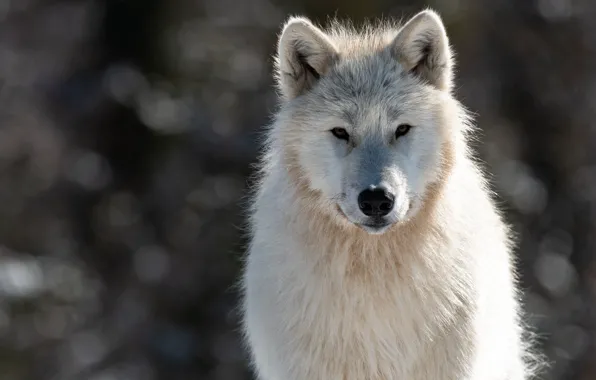 White, look, face, light, nature, wolf, portrait, bokeh