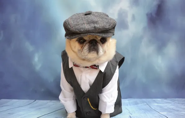 Look, pose, dog, costume, outfit, pug, image, cap
