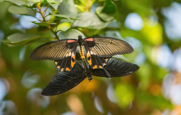 Picture leaves, insects, microsemi, wings, Butterfly, closeup
