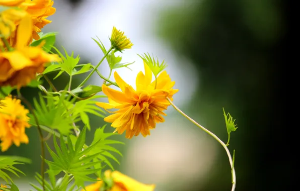 Picture macro, flowers, yellow