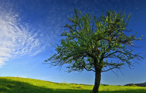 The sky, tree, spring