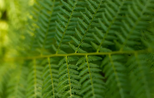 Forest, summer, macro, fern