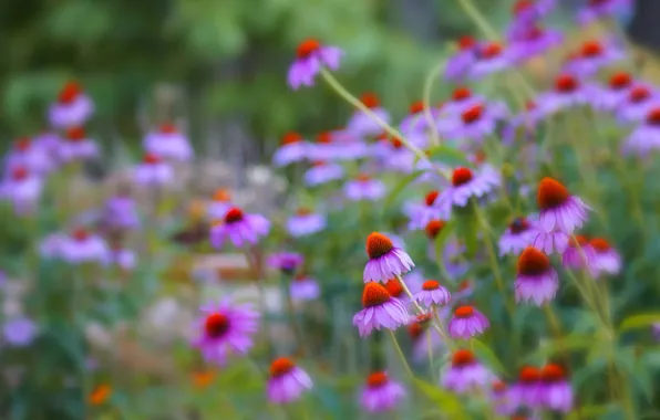 Picture field, grass, petals, meadow, Echinacea