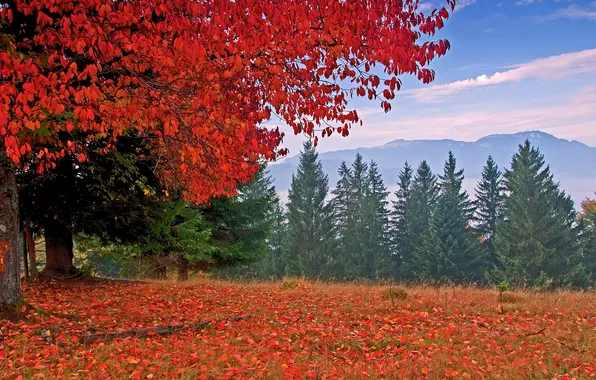 Autumn, trees, mountains, nature