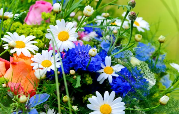 Picture roses, chamomile, bouquet, cornflowers