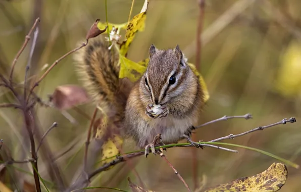 Branches, Chipmunk, rodent