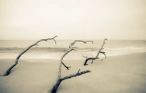 Picture sea, trees, minimalism