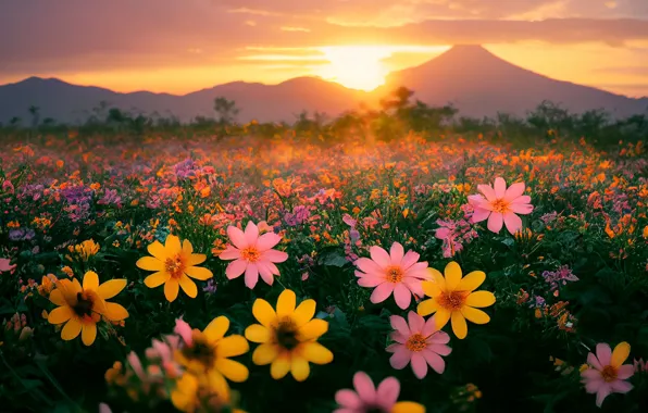 Field, summer, the sun, sunset, flowers, mountains, bright, yellow