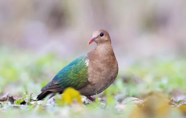 Nature, bird, Emerald dove