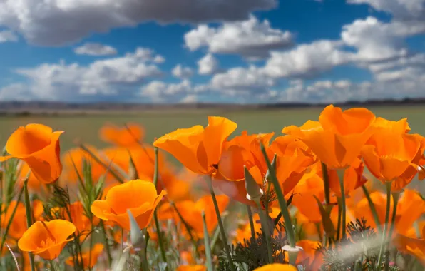 The sky, clouds, orange, contrast, escholzia, California poppy