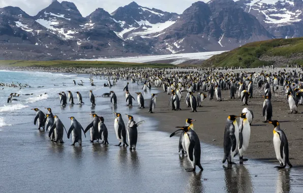 Picture sea, shore, Royal penguins