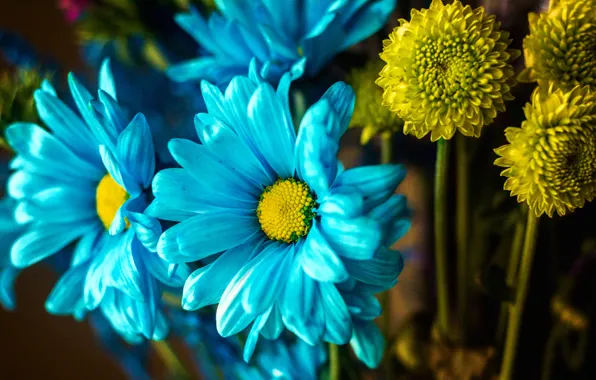 Macro, paint, bouquet, petals