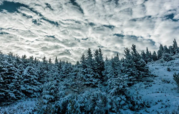 Winter, forest, the sky, clouds, snow, blue, ate, hill
