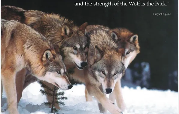 Nature, predator, face, animal, wolf, wildlife, portrait, quote