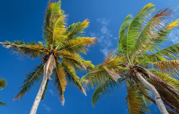 Picture the sky, leaves, tropics, palm trees, trunk