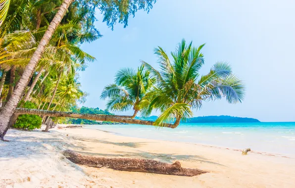 Sand, sea, wave, beach, summer, the sky, palm trees, shore