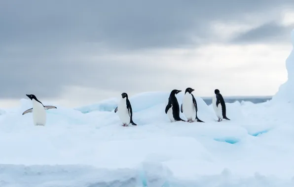 Winter, the sky, clouds, snow, birds, ice, penguins, glacier
