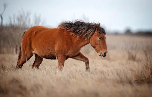 Field, grass, nature, horse, bokeh