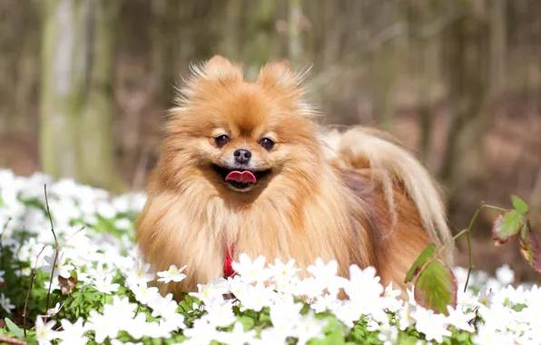 Picture flowers, dog, doggie, Spitz, Pomeranian, anemone Asherah