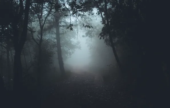 Road, forest, trees, nature, fog