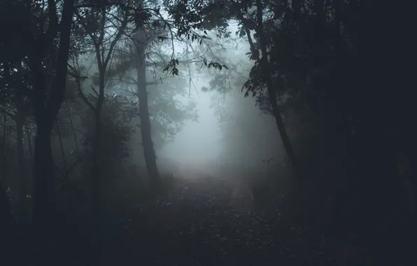 Picture road, forest, trees, nature, fog