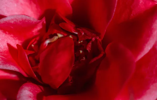 The sun, flowers, nature, roses, petals