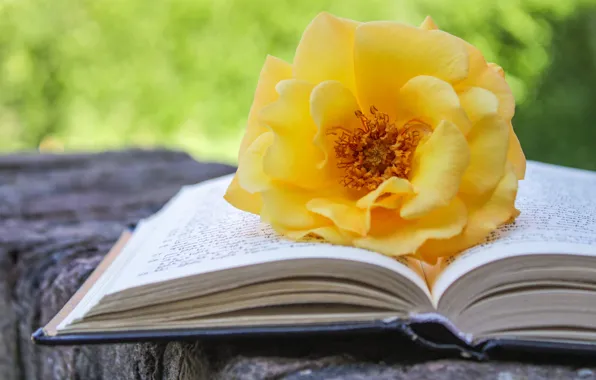 Rose, book, yellow, bokeh, composition, timber