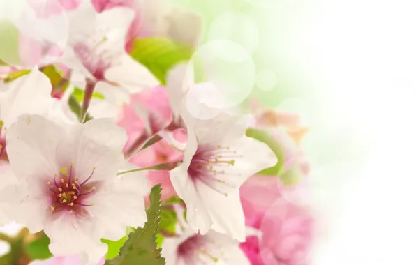 Picture flowers, beauty, spring, petals, gentle, pink, white, white