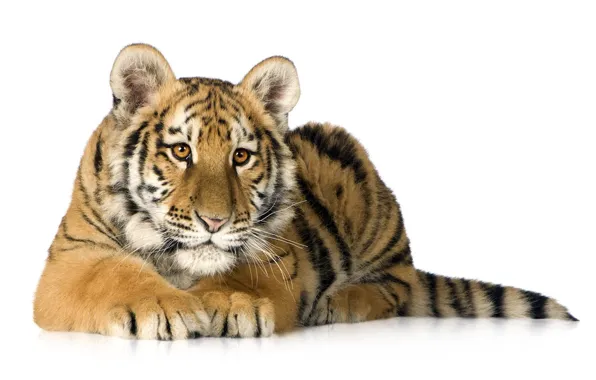 Tiger, predator, white background, tiger